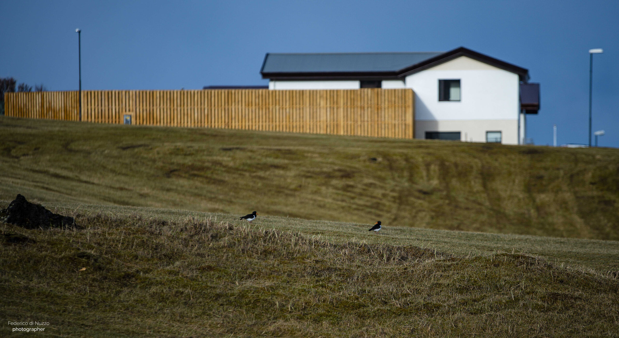 uccelli campi islanda