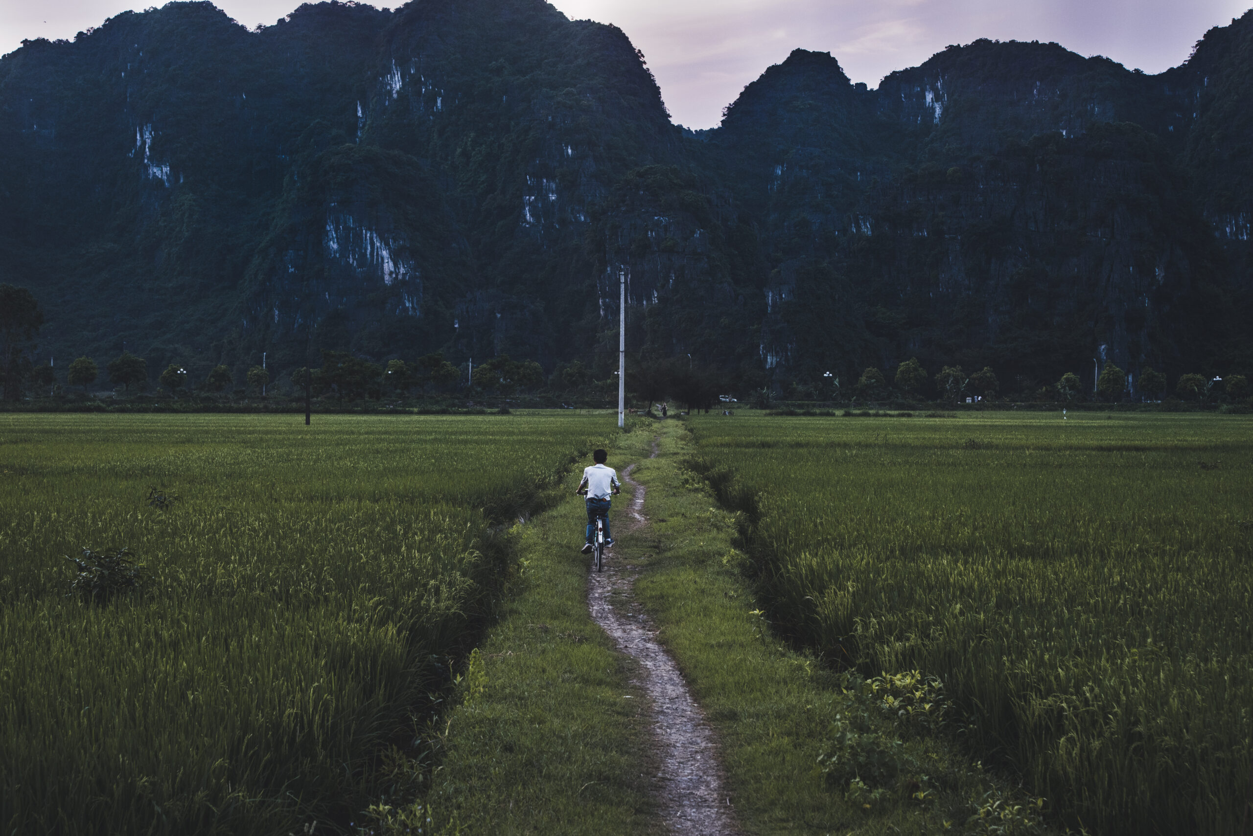 pedalare nei campi di riso del vietnam